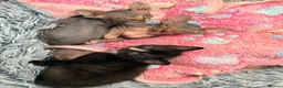Sphynx cats for sale: Stunning litter of Sphynx kittens (hairless & fur) - Advert 8
