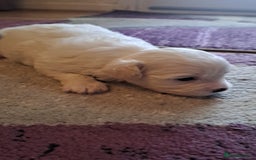 Bichon Frise dogs for sale: 4beautiful Bichon Frise puppies (3boys and 1 girl) - Image 17