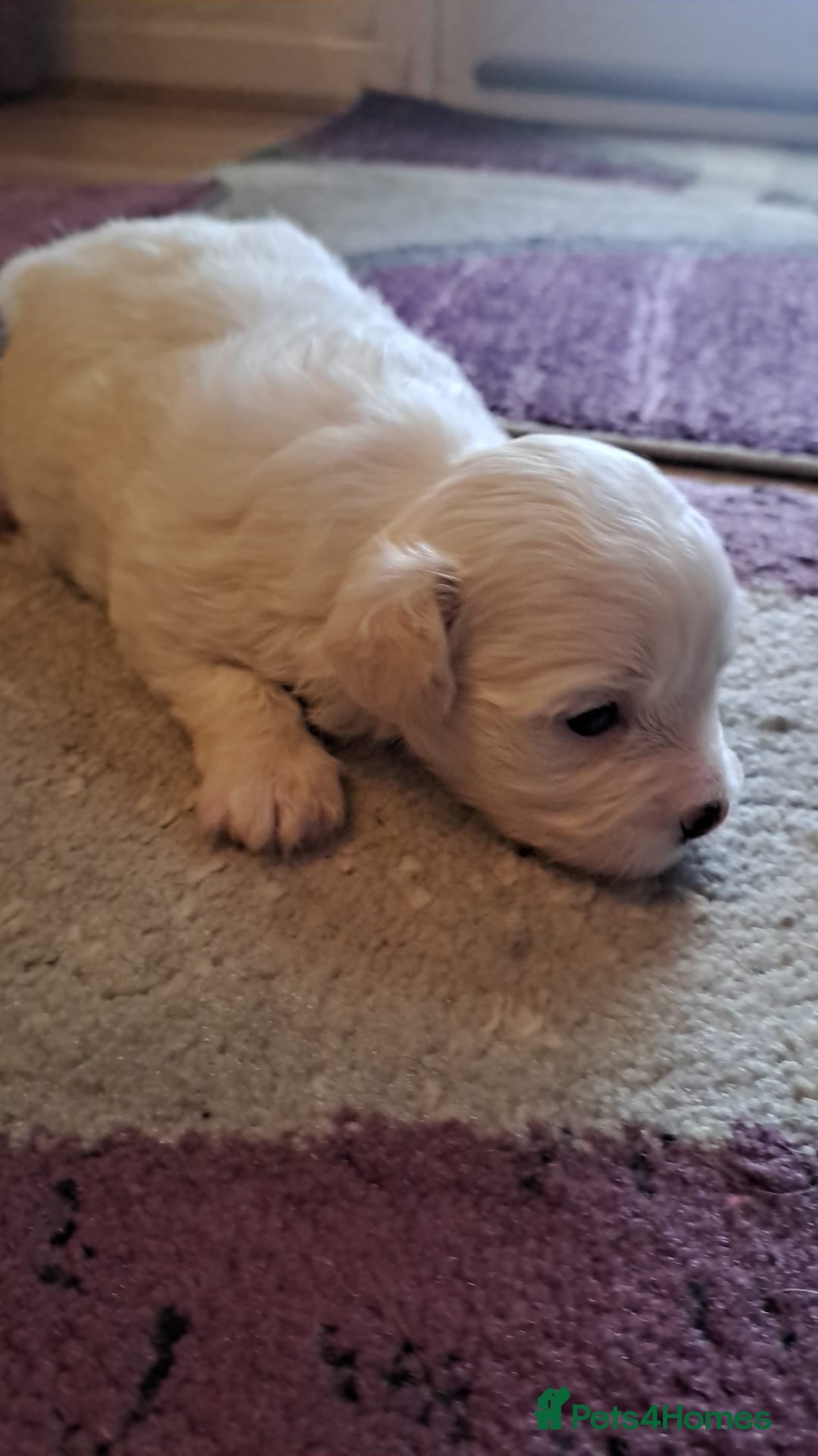 Bichon Frise dogs for sale: 4beautiful Bichon Frise puppies (3boys and 1 girl) - Image 17