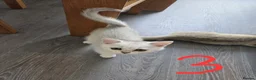 British Shorthair cats for sale: 3 white kittens with blue-green eyes for sale.  - Advert 7