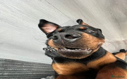 Rottweiler dogs for sale: Bear the Rottweiler  - Image 13