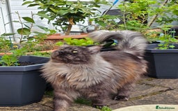 Maine Coon cats for stud: 3 amaizing cats available for stud duties! - Image 3