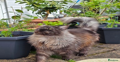 Maine Coon cats - Advert 12