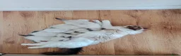 Ragdoll cats for sale: Purebread Ragdoll Kittens  in Normanton - Advert 6