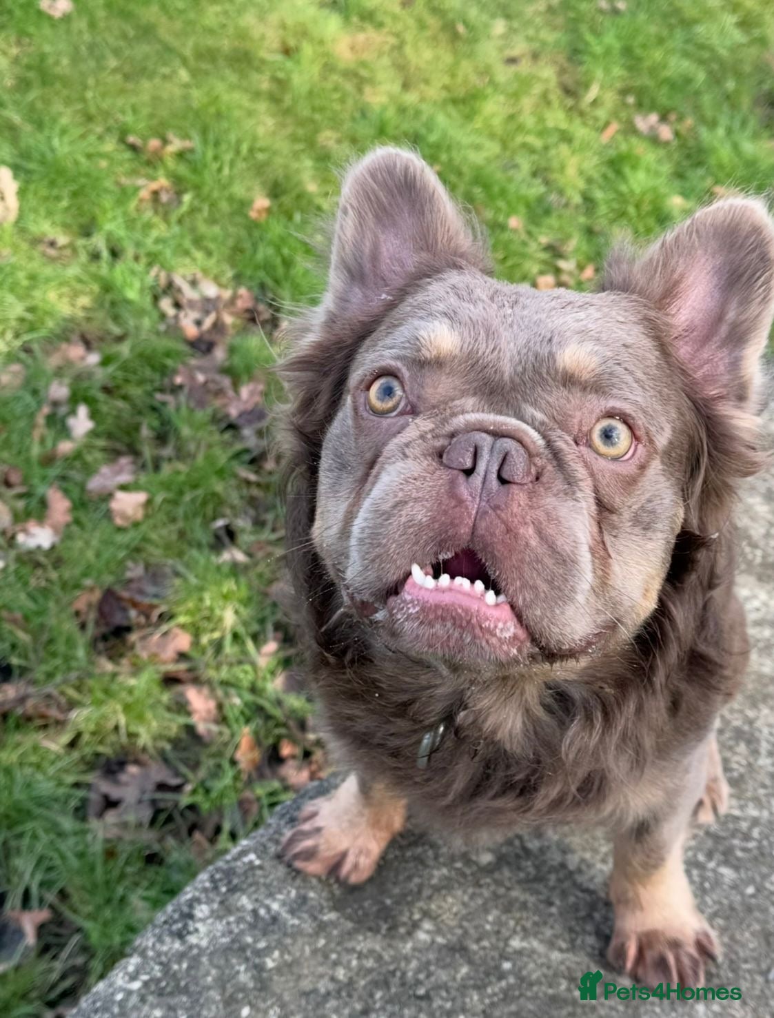 French Bulldog dogs Fluffy chocolate tri French bulldog stud - Advert 1