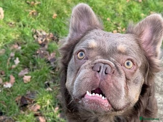 French Bulldog dogs Fluffy chocolate tri French bulldog stud - Advert 1