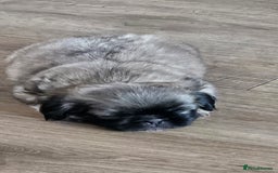 Shih Tzu dogs for sale: 2 Beautiful Boys  - Image 4