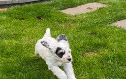 Cockapoo dogs for sale: Beautiful cockapoo puppy’s  - Image 9