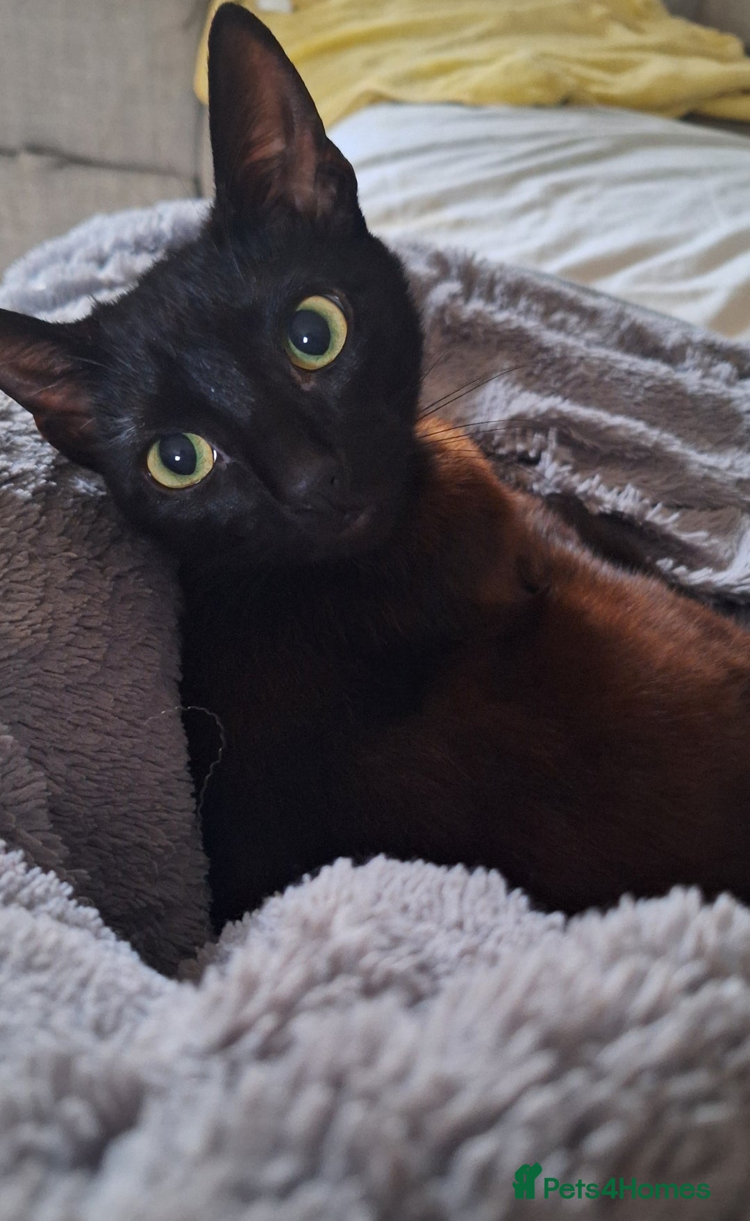 Domestic Shorthair cats for sale: Beautiful girl  - Image 3