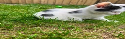 Mixed Breed cats for sale: Persian/siamese - Advert 4