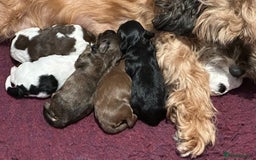 Cavapoo dogs for sale: F1b Cavapoos - Advert 9