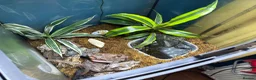 Crabs invertebrates for sale: Vampire Crabs x 5 plus setup - Advert 5