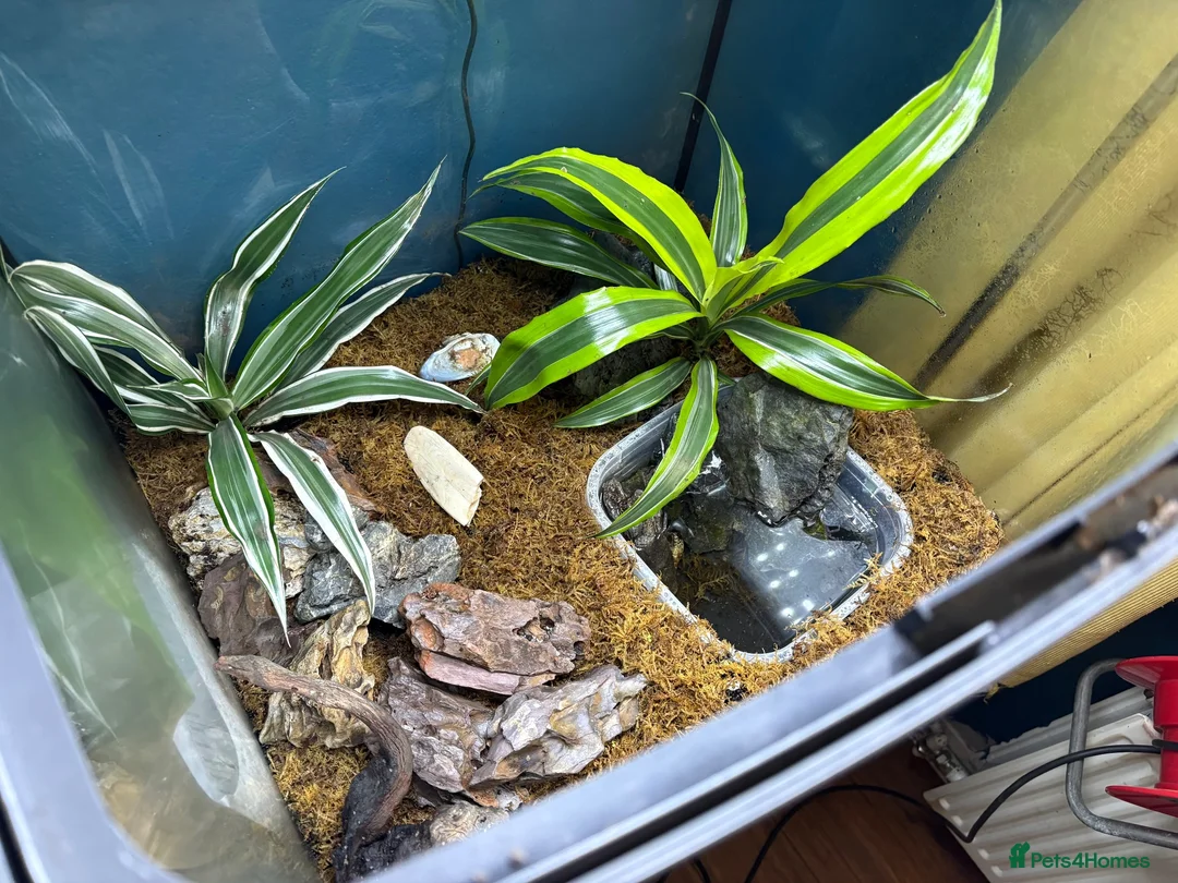 Crabs invertebrates for sale: Vampire Crabs x 5 plus setup - Advert 5