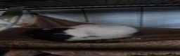 Rat rodents for sale: 1 Black and white, male fancy rat for sale in Caerphilly - Advert 4