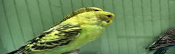 Budgerigars birds for sale: Budgies for Sale, all in good health  - Advert 9