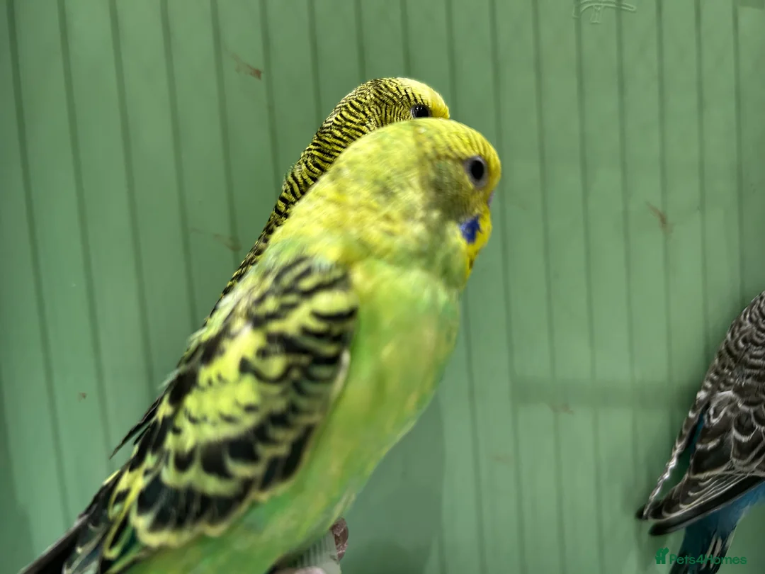Budgerigars birds for sale: Budgies for Sale, all in good health  - Advert 9