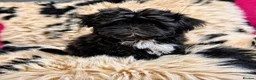 Shih Tzu dogs for sale: Amazing Small Imperial Shih tzu Puppies READY NOW - Advert 13
