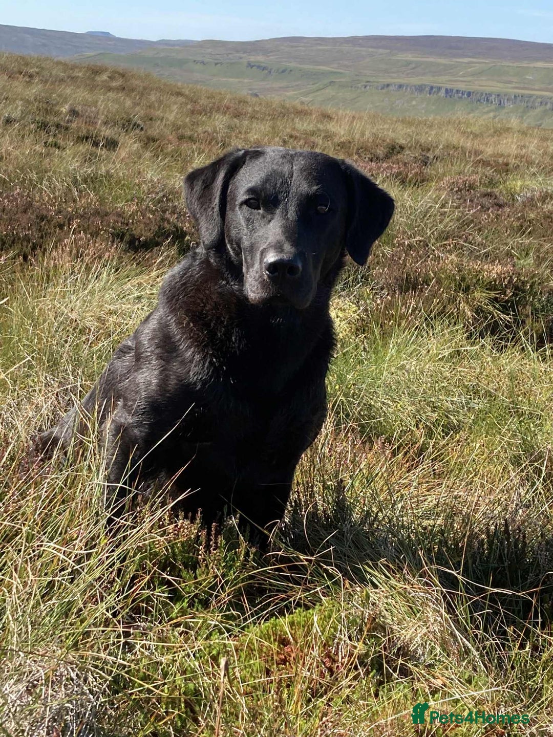 Labrador Retriever dogs for sale: Black Labrador Puppies, 5* Licensed Breeder - Advert 18