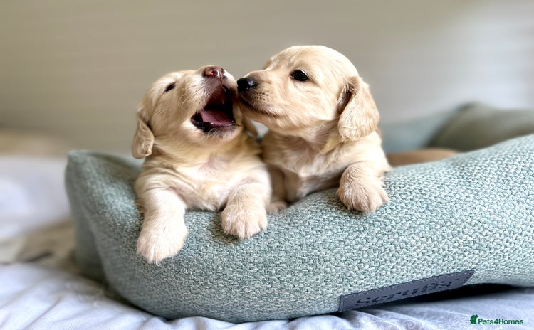 Miniature Dachshund dogs - Advert 2