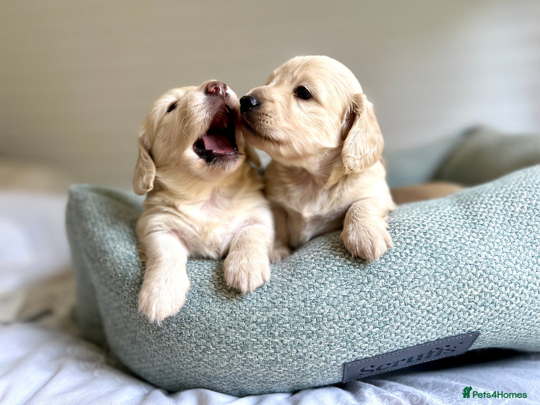 Miniature Dachshund dogs for sale: CREAM MINIATURE DACHSHUNDS💛 - Image 19