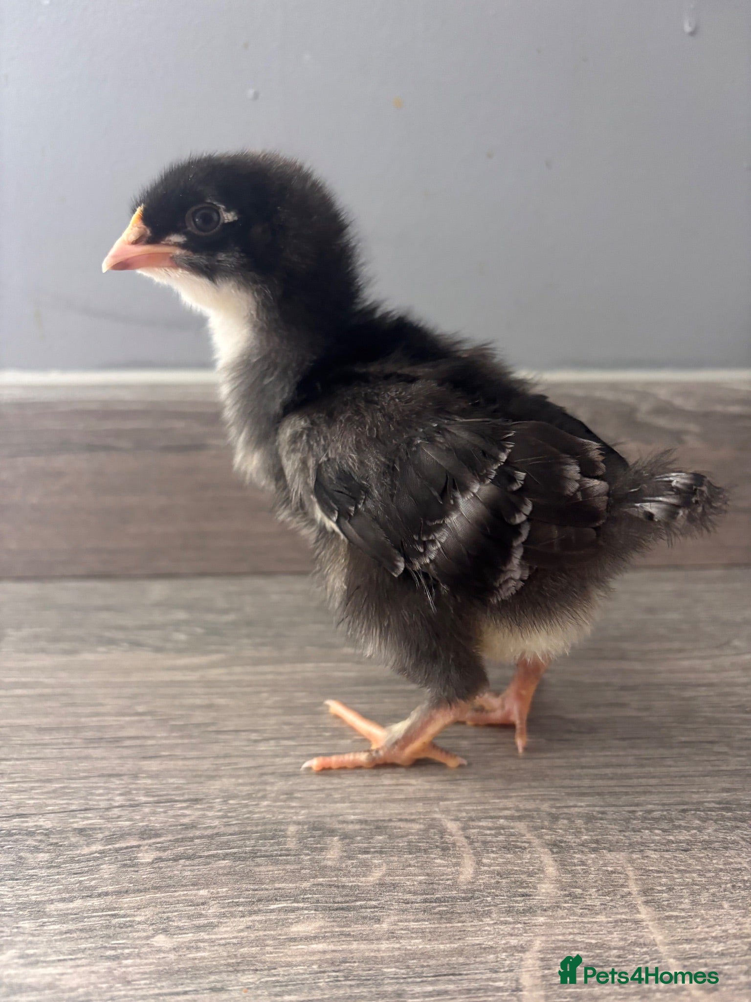 Mixed Breed poultry Chicks mixed farm breed & Silkies - Advert 5