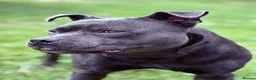 Staffordshire Bull Terrier dogs for sale: Blue staff male  - Advert 2