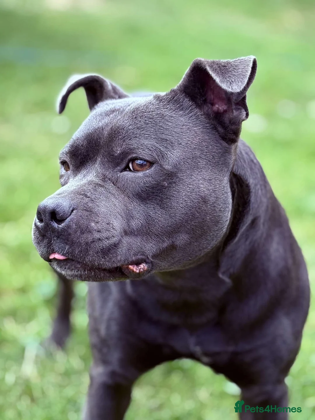 Staffordshire Bull Terrier dogs for sale: Blue staff male  - Advert 2