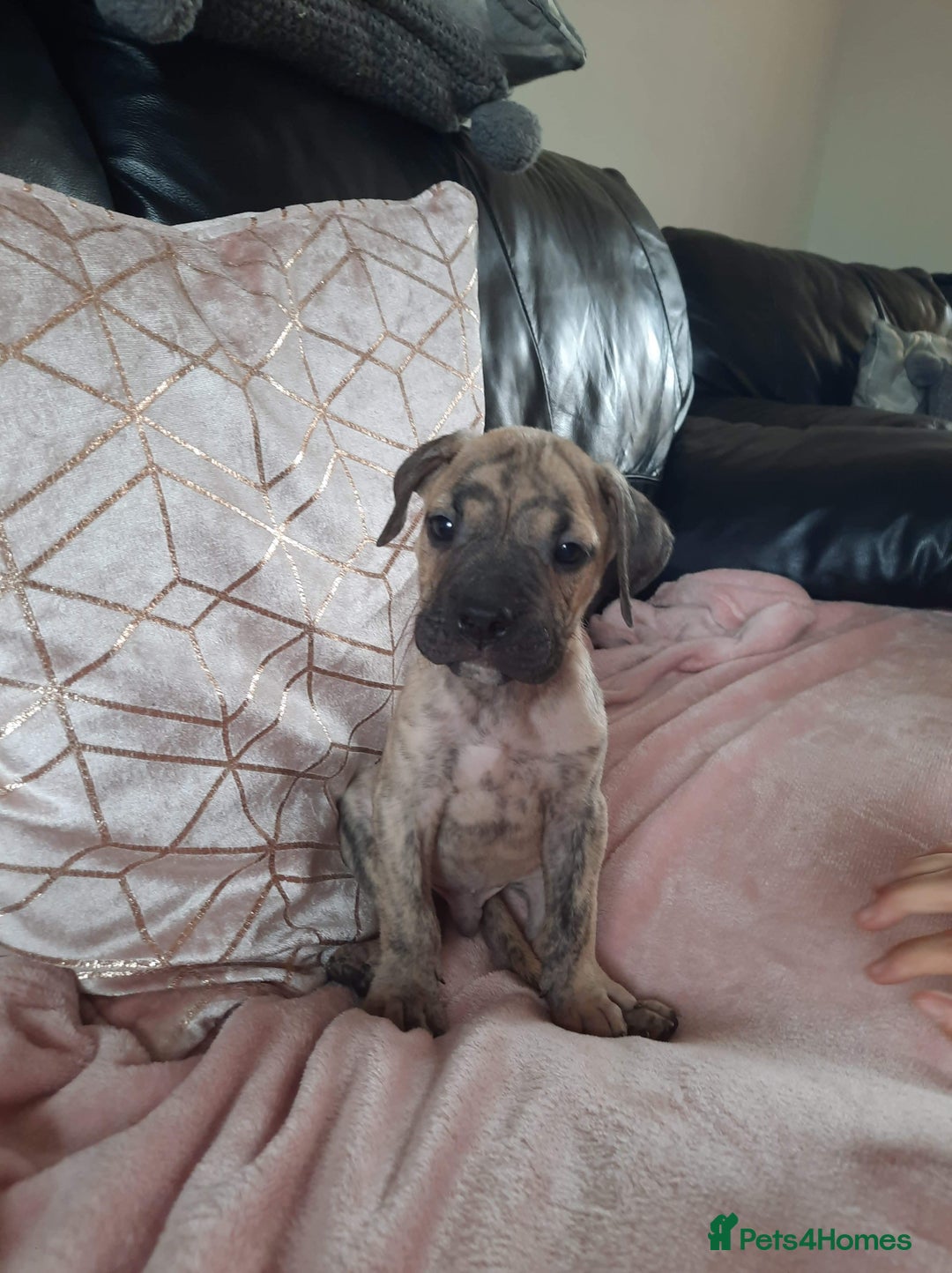 Presa Canario dogs for stud: STUD DOG presa canario pedigree reverse brindle - Image 8