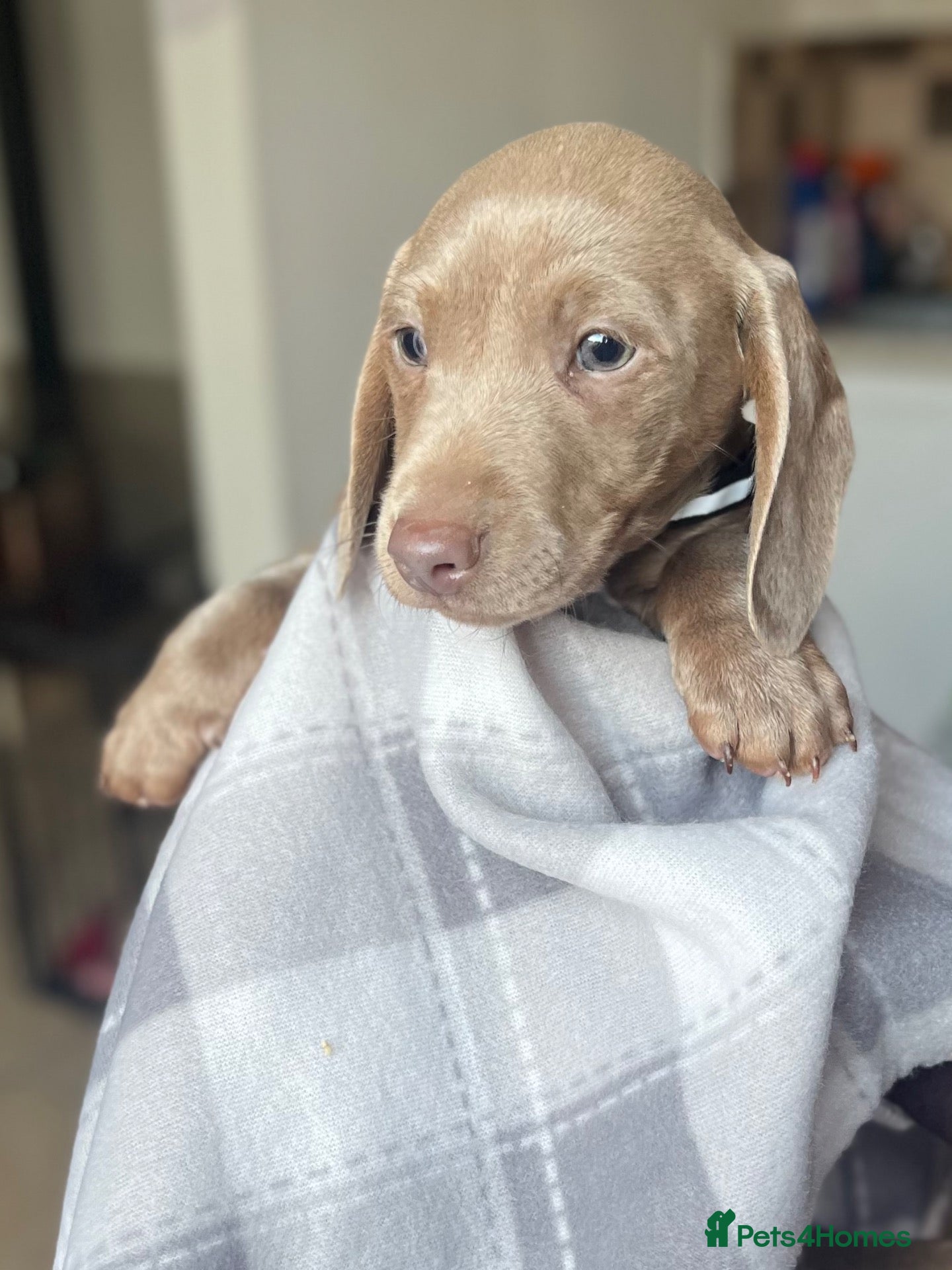 Dachshund dogs Beautiful dachshunds puppies  - Advert 4