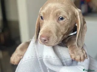 Dachshund dogs Beautiful dachshunds puppies - Advert 4