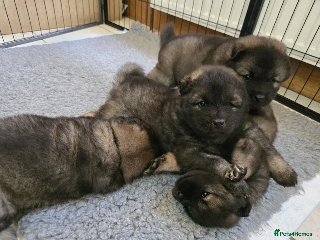 Eurasier dogs for sale: Euraiser Kennel Club registered Puppies for sale - Advert 2