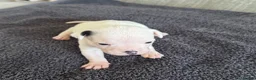 Mixed Breed dogs for sale: American Bulldog x Chihuahua - Advert 16