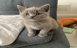 British Shorthair cats for sale: ONLY ONE FEMALE BRITISH SHORTHAIR LEFT - Image 5