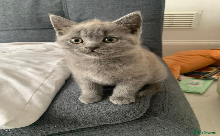 British Shorthair cats - Advert 6