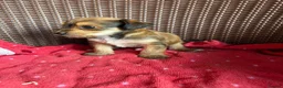 Jack Russell dogs for sale: Jack Russell puppies  - Advert 27