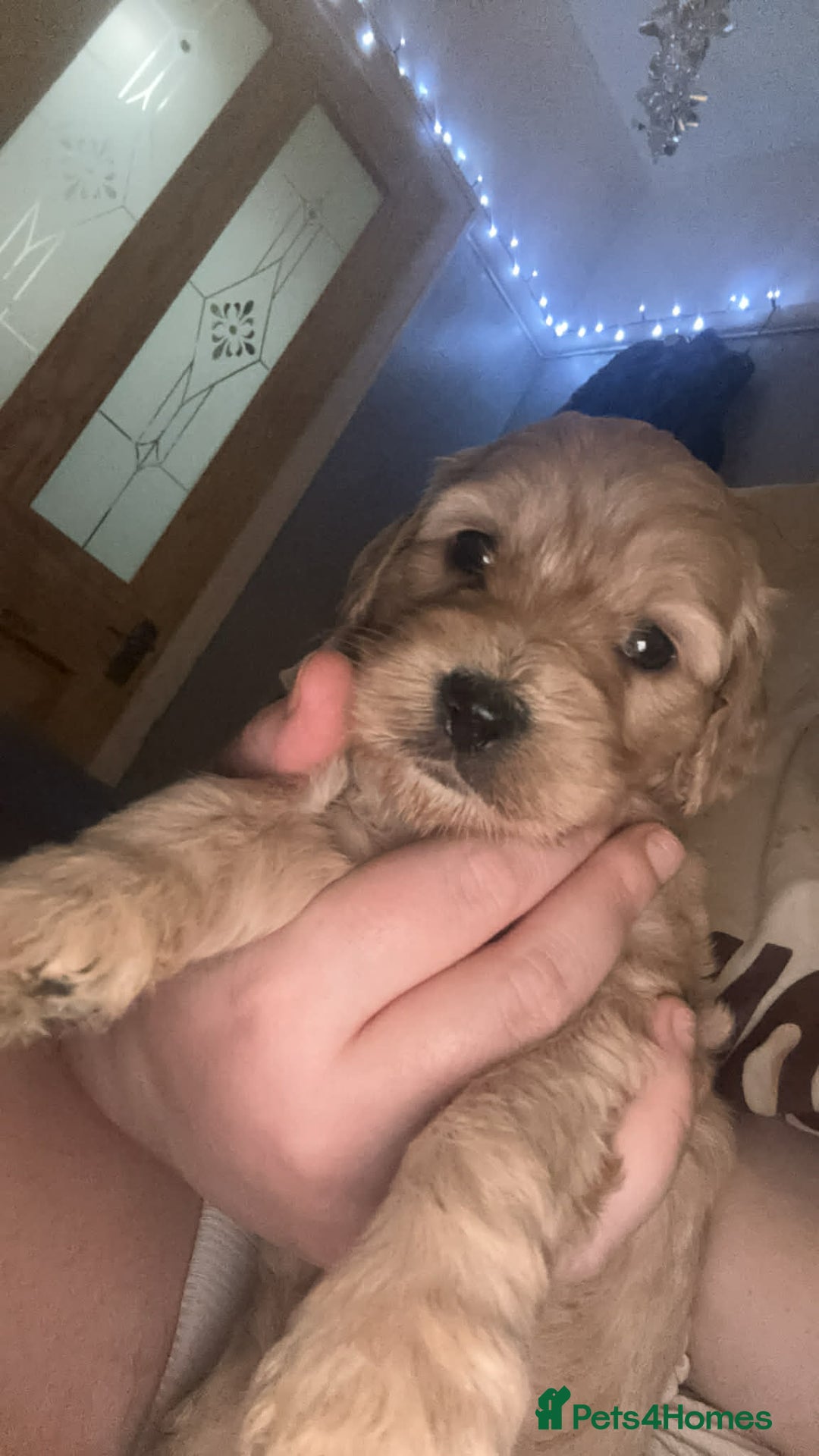 Cockapoo dogs for sale: ***BEAUTIFUL F1B COCKAPOOS*** - Advert 12