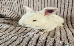 Mini Lop rabbits for sale: 8 Stunning babies! Mini lop x Giant French lop - Image 10
