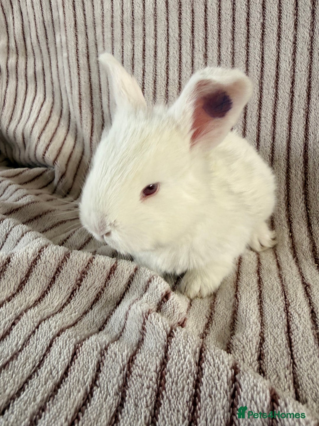 Mini Lop rabbits for sale: 8 Stunning babies! Mini lop x Giant French lop - Image 10