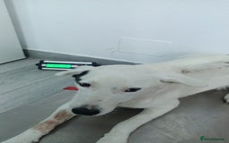 Mixed Breed dogs for adoption: 🌸MEET BIANCA - A Gentle Girl for a Loving Home - Advert 3