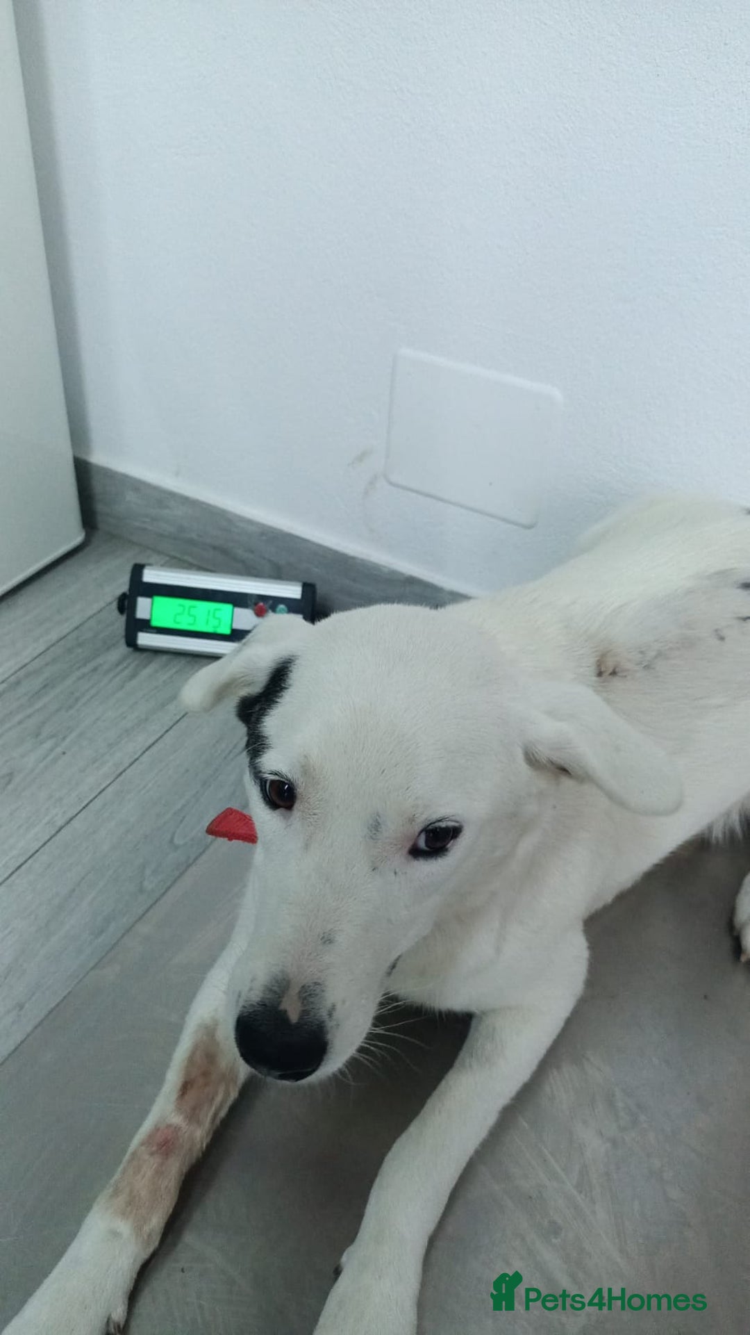 Mixed Breed dogs for adoption: 🌸MEET BIANCA - A Gentle Girl for a Loving Home - Advert 3