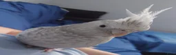 Cockatiels birds for sale: Hand reread hand tame female cockatiel  - Advert 7