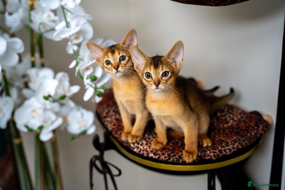 Abyssinian cats for sale: Elegant Abyssinian Kittens Champion Lines 🏆 🥇  - Image 13