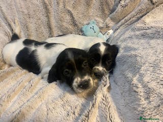 English Springer Spaniel dogs English springer spaniel pups - Advert 1
