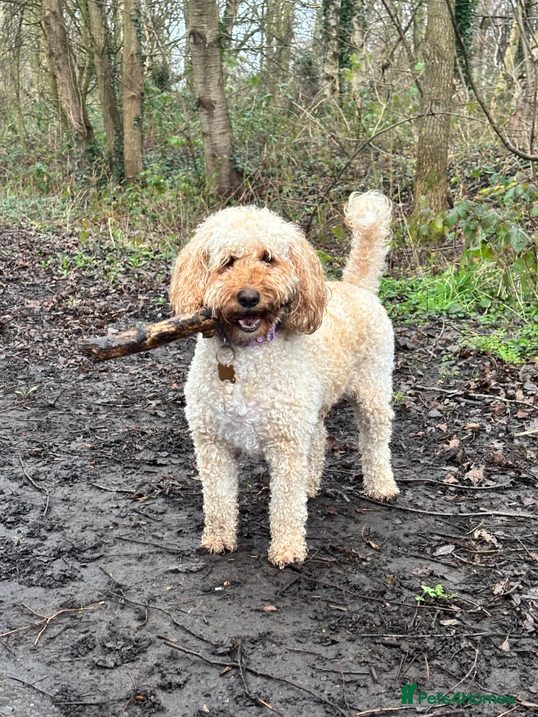 Cockapoo dogs for sale: 2.5year old female cockapoo in Liverpool - Advert 6
