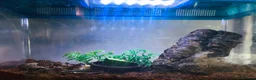 Snails invertebrates for sale: Albino Tiger Stripe Giant Snails & Full Setup - Advert 9