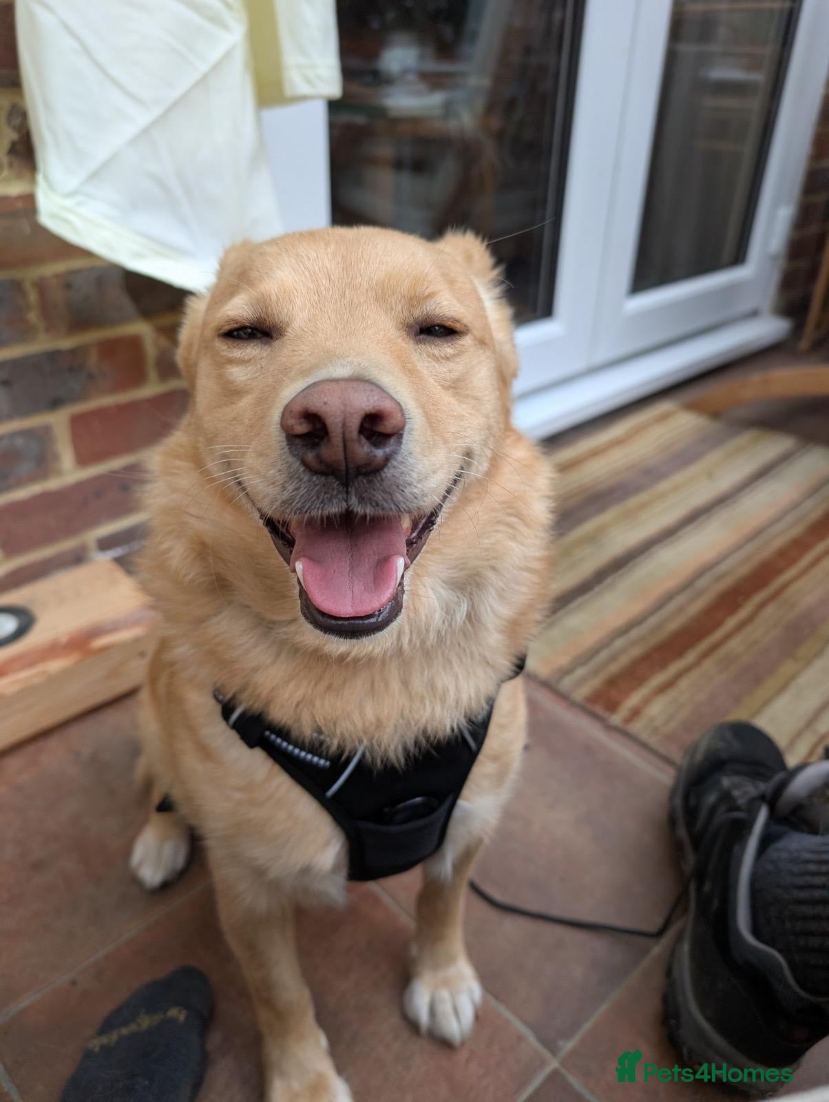 Mixed Breed dogs 💙🐶 REGGIE – A HAPPY, LOVING BOY - Advert 1