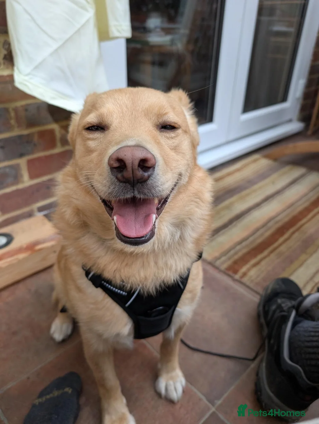Mixed Breed dogs for adoption: 💙🐶 REGGIE – A HAPPY, LOVING BOY in Lewes - Advert 1