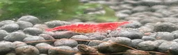 Shrimps fish for sale: Cheap Low Grade Red Shrimps, 15, 10 Free Shrimps - Advert 3