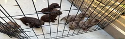 Cockapoo dogs for sale: 🐾 Beautiful Cockapoo Puppies 🐾 - Advert 5