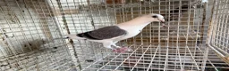 Pigeons birds for sale: Quality 2025 /6 Racing Pigeons Available - Advert 4